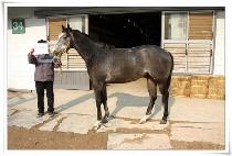 ������Ʈ (BIRZEIT) ����