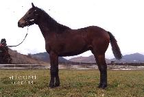 ź�� (TANSY) ����