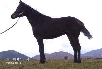 Ǫ�� (PUNA) ����