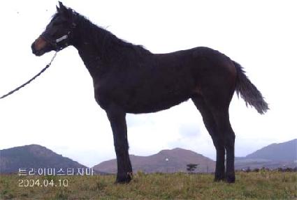 Ǫ�� ����