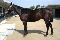 ��õ�ű� (GWACHEONSINGI) ����