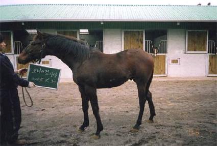 �Ƹ����� ����