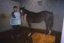 �Ŀ������� (POWER GALLOPER) ����