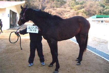 ���̾ƽ� ����