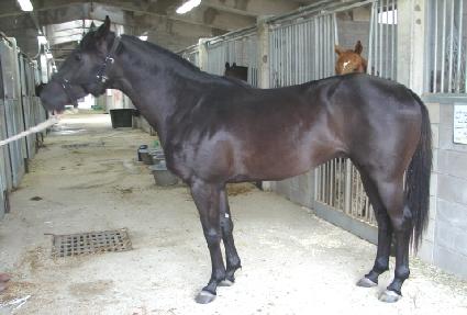 �λ���� ����