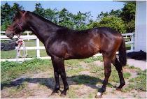 �ż��� (SINSEONHAN) ����