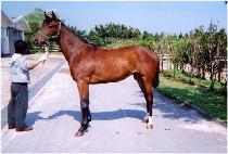 ������ (MAKGANGHAN) ����