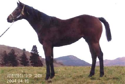 �������� ����