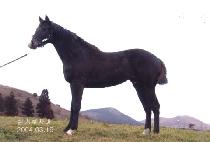 �������� (MANGOJEOLSAEK) ����