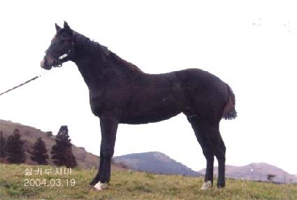 �������� ����