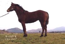 �ƶ�� (ARAGORN) ����