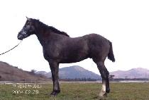 ��ī�� (POKHARA) ����