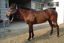 �չ߱� (WANGBALGUP) ����