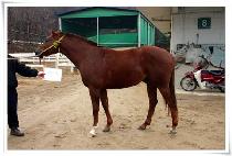 ����帲 (RED DREAM) ����