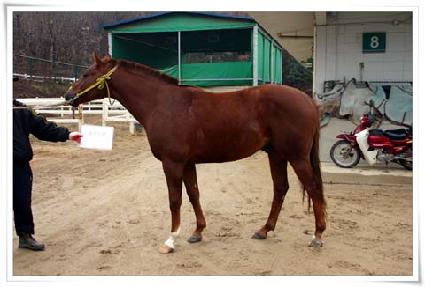 ����帲 ����