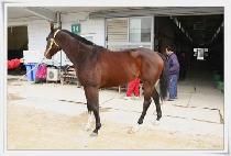 ��Ʈ���� (FORT NICKOLE) ����