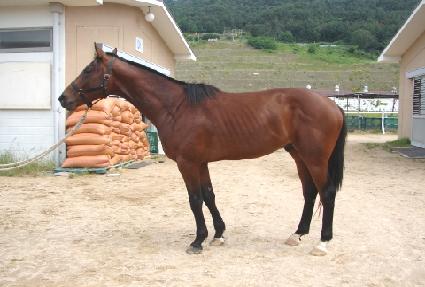 ������ ����