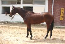 �ݳ�ȭ (GEUMNANGHWA) ����