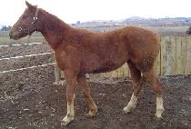 ���Ÿ� (LUXURY) ����