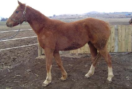 ���Ÿ� ����