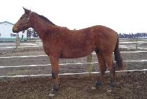 ȣ�� (HORYEONG) ����