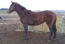 ������ (BEODEURI) ����