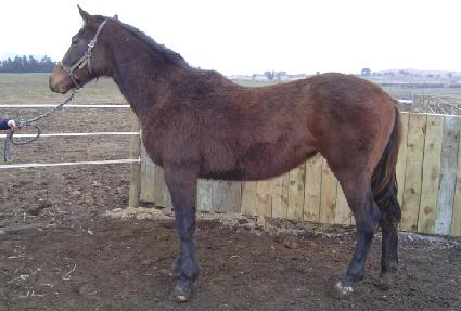 ������ ����