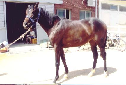 �������� ����