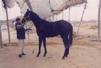 ������ (TURF GIRL) ����