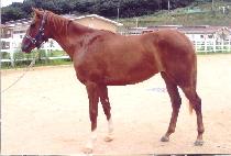 õ�Ͽ��屺 (CHEONHA YEOJANGGUN) ����