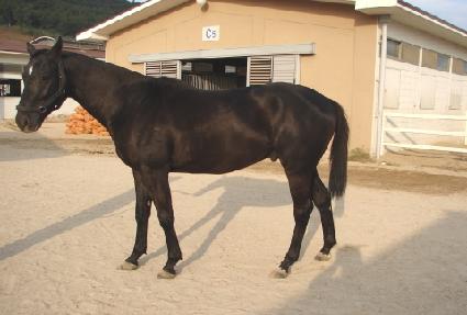 ����Ʈ�÷��� ����