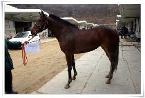 ���ͳι��Ͻ� (ETERNAL BERNICE) ����