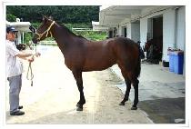 ��¥ȥ (NITSAHON) ����