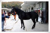 ������������ (PRINCESS JANE) ����