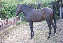 �߿����� (JUNGWONTONGIL) ����