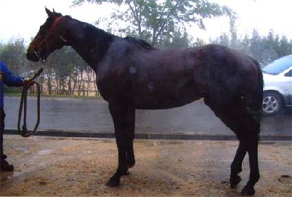 �̽���è�� ����