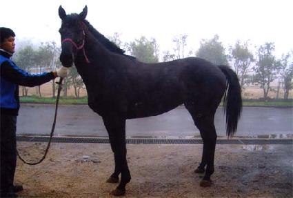 �������� ����