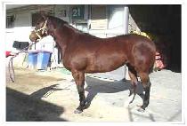 �¸�ġ (GOOD RICH) ����