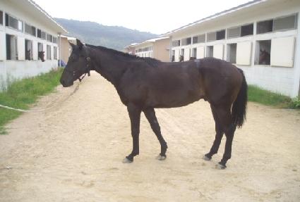 ����è�� ����