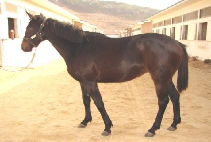 �������� ����