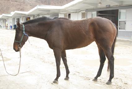 ��ǳ���� ����