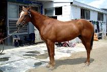 ������ (BALGEUNHAE) ����