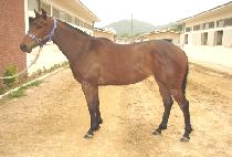 ��ũ�� (SCRUM) ����