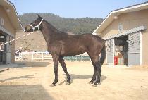 �ظ� (HAEMYEONG) ����