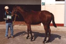 ����� (VIVAQUEEN) ����