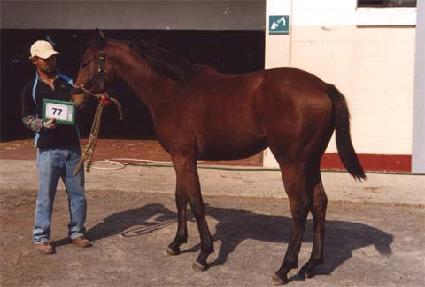 ����� ����