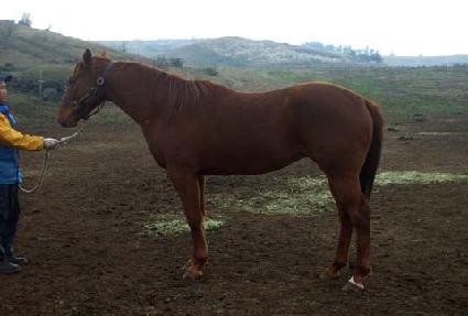 ���帲 ����