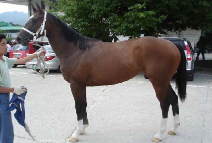 ����� ����