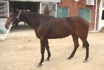 ���̳κ��� (FINAL VICTOR) ����