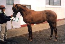 �Ѷ��ǲ� (HALLAUIKKUM) ����